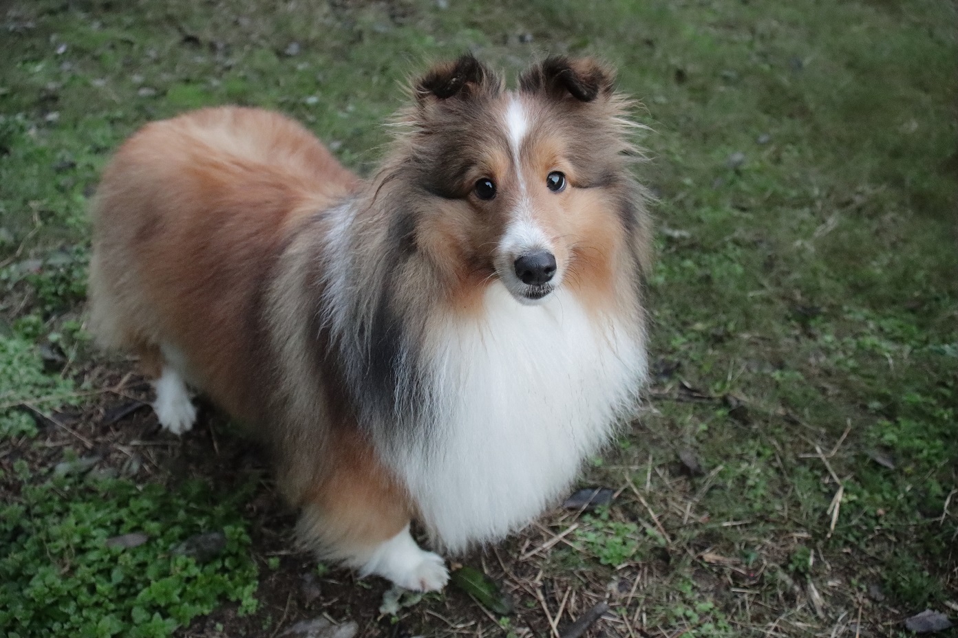 可爱的🐕